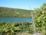 14. jako visok cvijet